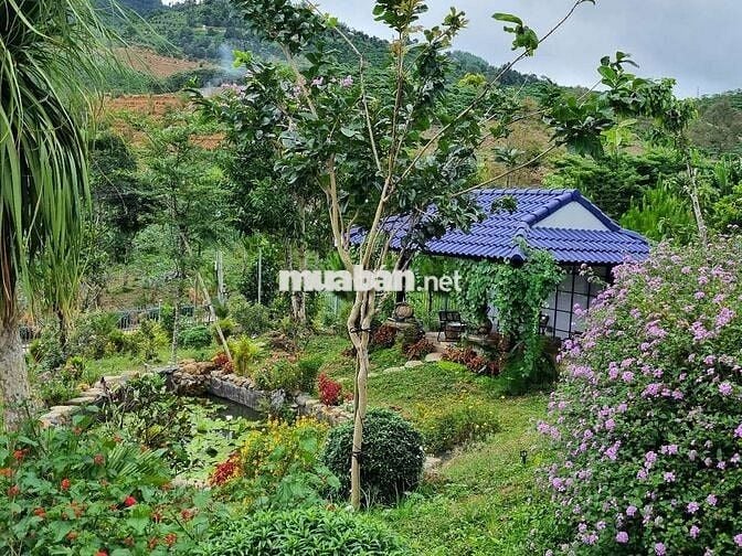 Nhà vườn giữa lưng chừng núi siêu đẹp