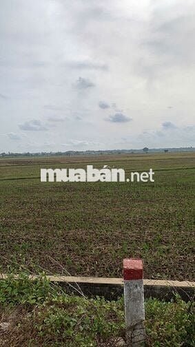CHÍNH CHỦ BÁN 1.332M² ĐẤT RUỘNG TAM PHƯỚC, LONG ĐIỀN – GIÁ 1 TỶ 3