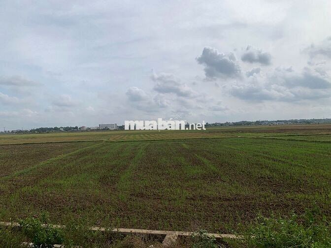 CHÍNH CHỦ BÁN 1.332M² ĐẤT RUỘNG TAM PHƯỚC, LONG ĐIỀN – GIÁ 1 TỶ 3