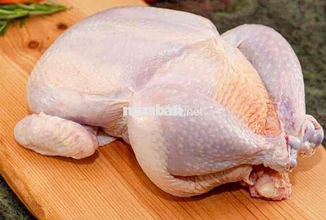 TÌM NGƯỜI PHỤ LÀM GÀ SÁNG SỚM