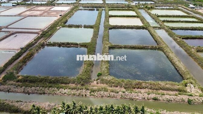 📢 BÁN ĐẤT NUÔI TRỒNG THỦY SẢN – VỊ TRÍ ĐẸP GẦN KHU ĐÔ THỊ FLC BẠC LIÊU
