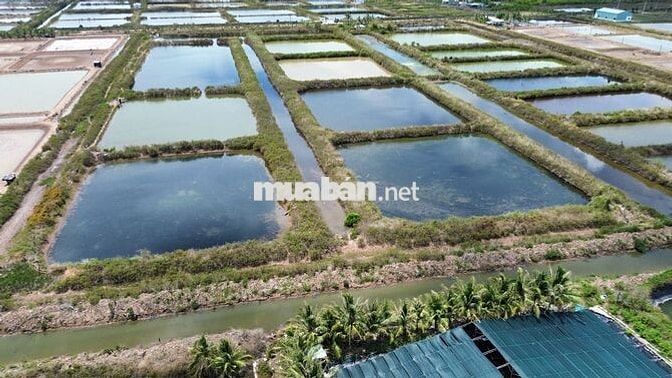 📢 BÁN ĐẤT NUÔI TRỒNG THỦY SẢN – VỊ TRÍ ĐẸP GẦN KHU ĐÔ THỊ FLC BẠC LIÊU