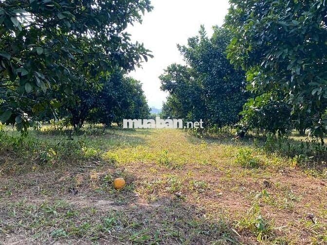 bán đất địa phận tân lạc - hoà bình
