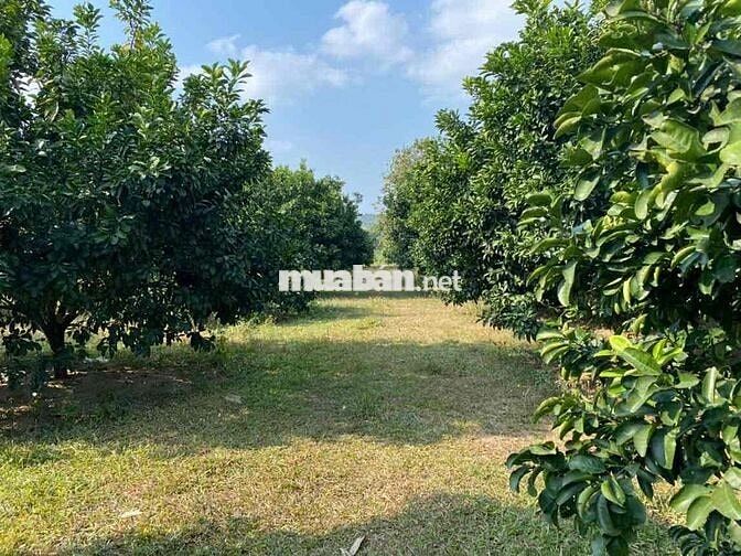 bán đất địa phận tân lạc - hoà bình