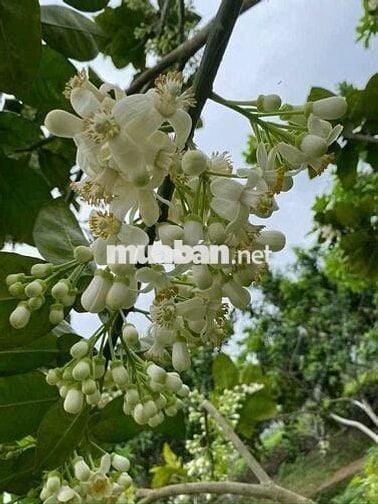 CHO THUÊ NHÀ ĐƯỜNG TÂN KỲ TÂN QUÝ PHƯỜNG TÂN QUÝ  4 x 15 M 
