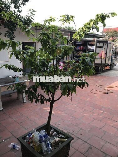 Bán nhà riêng 4tầng DT120m2 công năng đầy đủ tiện ích xung quanh 