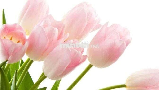 cần bán nhà cấp 4 có thể cải tạo để cho thuê hoặc ở