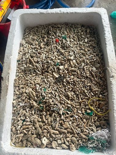 San hô vụn lọc bể cá 10k/kg, có 150kg