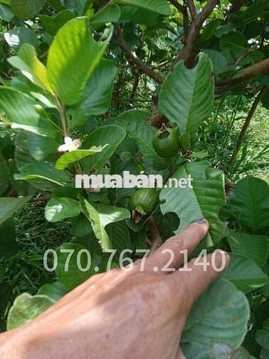 CHÚ TÁM CẦN BÁN GẤP VƯỜN TRÁI CÂY