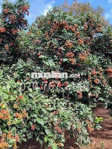 CHÚ TÁM CẦN BÁN GẤP VƯỜN TRÁI CÂY