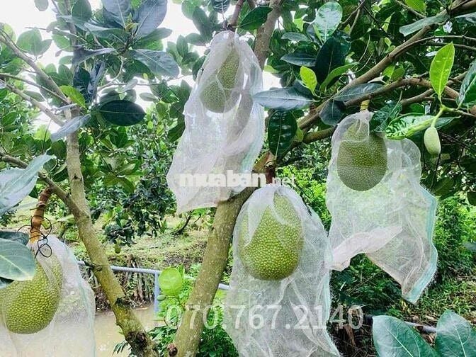 CHÚ TÁM CẦN BÁN GẤP VƯỜN TRÁI CÂY