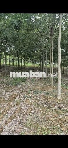 BÁN 2.2 HA CAO SU TRỒNG ĐƯỢC 5 NĂM. CAO SU TO, ĐẤT NHIỀU MẶT ĐƯỜNG.
