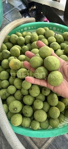 Sấu tươi đã vào mùa khách cần mua về ngâm , nấu canh ...