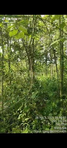 Bán thửa đất 148 tờ 41 phú hoà.650 triệu