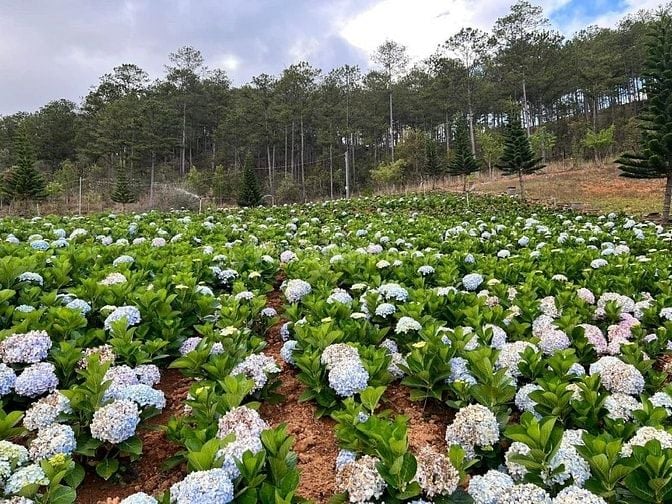 HỢP TÁC-SANG NHƯỢNG KHU DU LỊCH CANH NÔNG - P LANGBIANG- ĐÀ LẠT