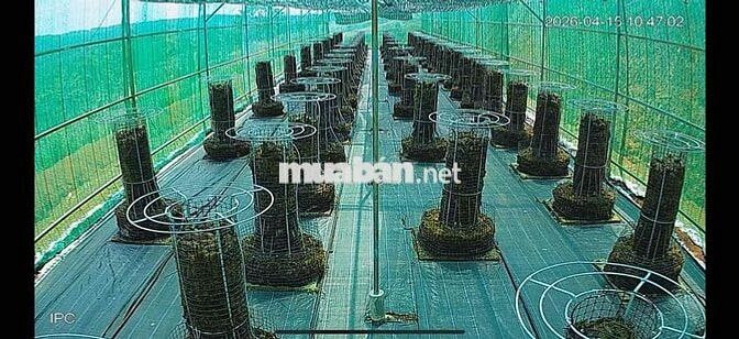 tuyển người làm nông trại