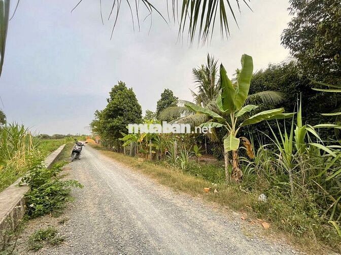 Ngộp 456m👉300đất ở mặt tiền sông mát mẻ vườn sẳn măng cụt,sầu riêng 