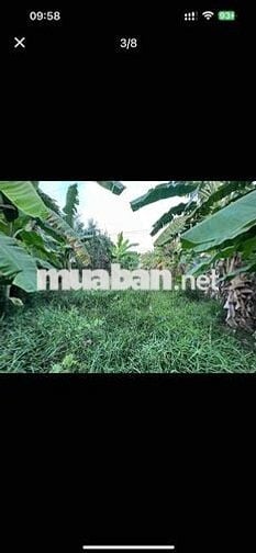 Bán đất Mỹ Hương, Cầu Rau Cần đường A1, Mỹ Tú