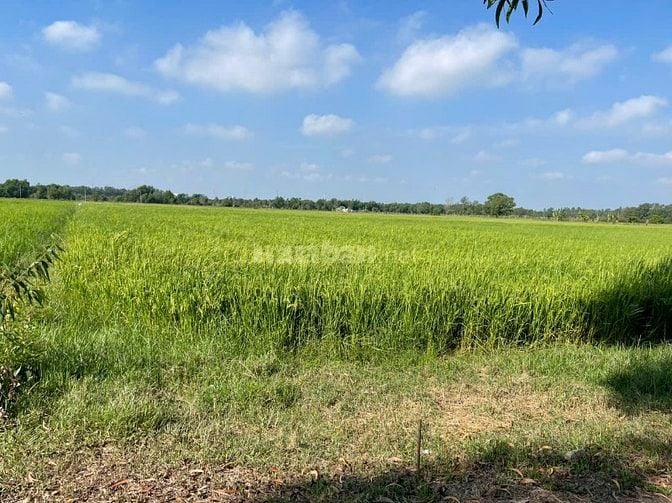 MẶT TIỀN NGUYỄN THỊ LY  XUÂN THỚI SƠN, HÓC MÔN  Giá cực tốt: chỉ 2,3 t