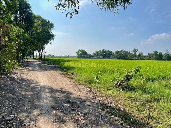 MẶT TIỀN NGUYỄN THỊ LY  XUÂN THỚI SƠN, HÓC MÔN  Giá cực tốt: chỉ 2,3 t