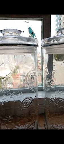 Bình rồng thủy tinh hình trụ cao 62cm ngâm rượu 