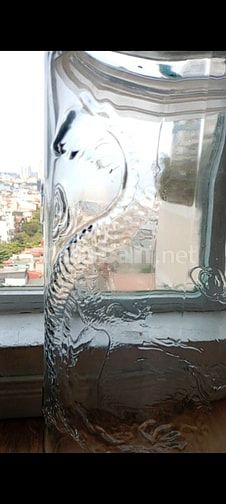Bình rồng thủy tinh hình trụ cao 62cm ngâm rượu 