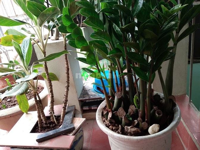 HOMESTAY MÙA THU HÀ NỘI – CHO THUÊ PHÒNG GẦN NGÃ TƯ SỞ & TÔN TH