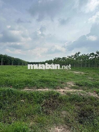 Chính chủ ra bán nền biệt thự 2 mặt tiền sát lộ 14 xã Nha Bích