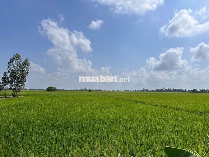 ĐẤT NỀN MẶT TIỀN TỈNH LỘ 933C - LONG PHÚ, SÓC TRĂNG