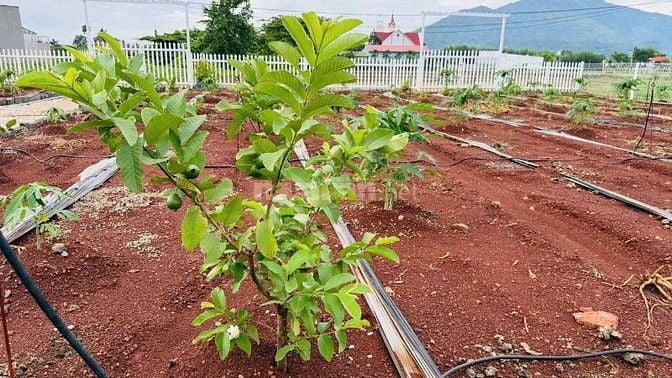 chỉ 450 triệu. Siêu phẩm 12x52m có 100m2 thổ cư đã rào