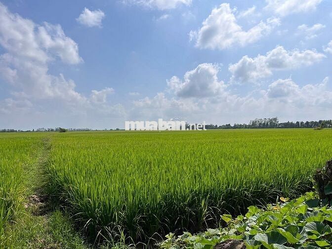 ĐẤT NỀN MẶT TIỀN TỈNH LỘ 933C - LONG PHÚ, SÓC TRĂNG