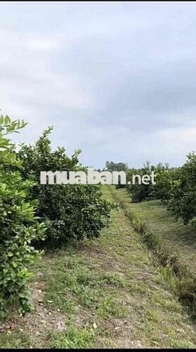 Chủ cần tiền bán gấp  VƯỜN CHANH KHÔNG HẠT GIÁ TỐT 🍋 Diện tích sang