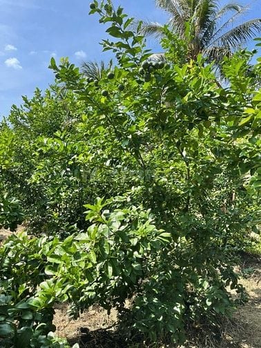 Bán Đất vườn, Long Hưng, Đồng Tháp. 17,56m x 26,80m = 474m, Đường Ôtô