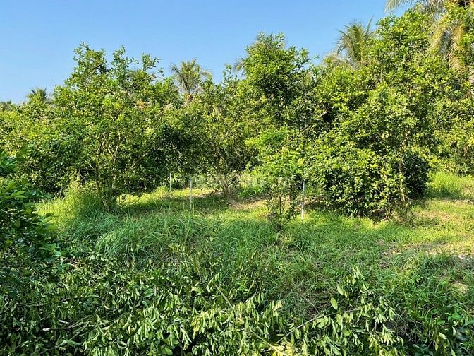 Bán Đất vườn, Long Hưng, Đồng Tháp. 17,56m x 26,80m = 474m, Đường Ôtô