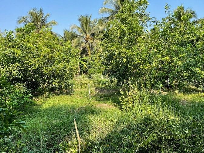 Bán Đất vườn, Long Hưng, Đồng Tháp. 17,56m x 26,80m = 474m, Đường Ôtô