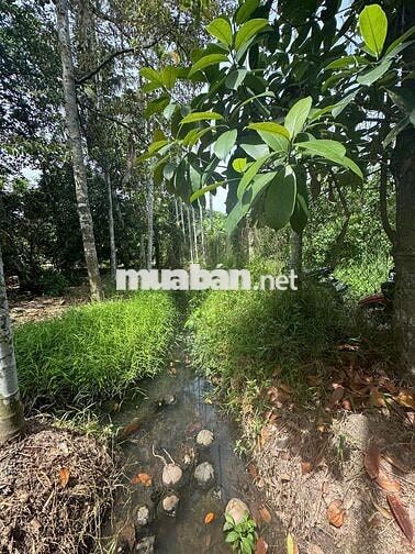 🔥 ĐẤT VƯỜN 1.466m² CỦ CHI – CÁCH SÔNG 200M – Ô TÔ VÀO TẬN ĐẤT 