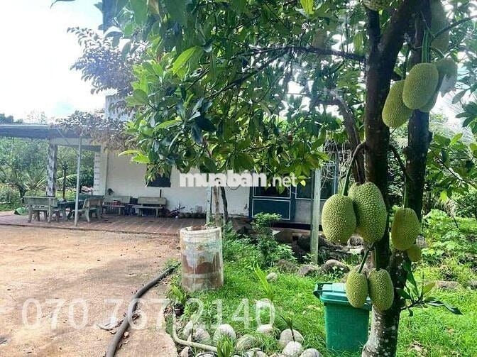 CHỦ KẸT TIỀN CẦN BÁN GẤP NHÀ VƯỜN