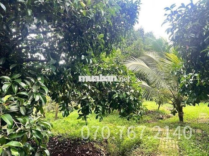 CHỦ KẸT TIỀN CẦN BÁN GẤP NHÀ VƯỜN