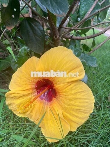 Sang lại QUÁN CHAY khu Bàu Cát,vị trí đẹp,dt:6*15 nhà 2 lầu,3 mặt tiền