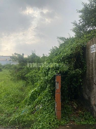 Bán Đất Bình Chánh 5x44.5 ( Tương lai Trường Học sát bên đường 20m