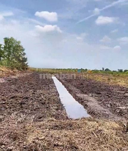 Cần bán sổ đất vườn (11,5×87)m, xe hơi đỗ truóc đất,cao ráo,sổ sẵn,TLg
