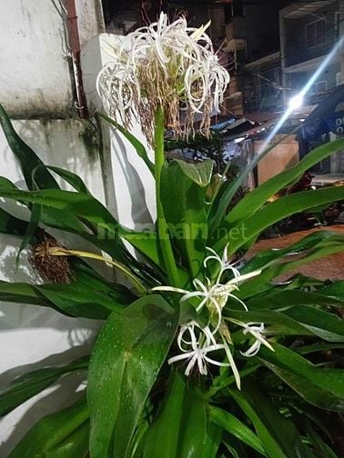 Chính chủ bán nhà hẻm xe hơi gần MT Hai Bà Trưng, 3,5x23,5, nở hậu 5,5