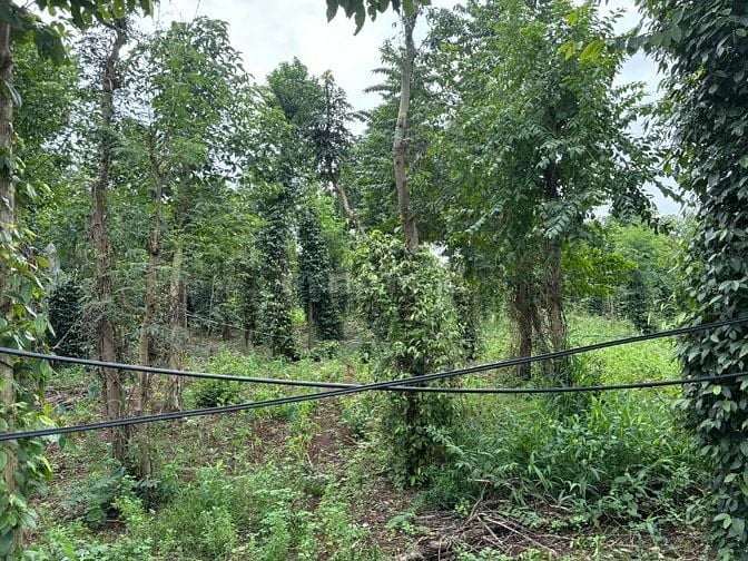 Công ty Đấu giá hợp danh Lam Sơn Sài Gòn THÔNG BÁO ĐẤU GIÁ TÀI SẢN