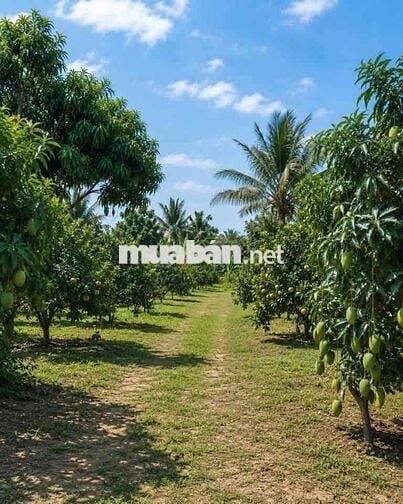 BẠN BA EM GỬI BÁN CĂN ĐẤT NHÀ VƯỜN