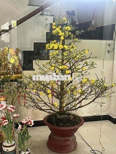 Bán nhà 2 tầng đường 7m5 Nại Hiên Đông đường Vũng Thùng 1