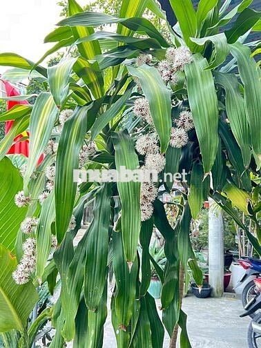 Tôi chính chủ cần bán nhà MT Bàu Năng 7, Phường Thanh Khê, Đà Nẵng.