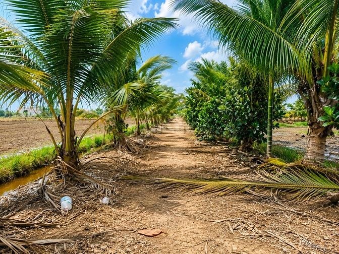 Bán đất thổ cư chính chủ 300m² (10x30) tại Hựu Thạnh, Đức Hòa