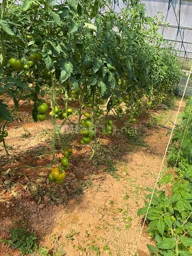 TUYỂN GẤP 2–3 NGƯỜI LÀM VƯỜN RAU HỮU CƠ – LẠC DƯƠNG (LÂM ĐỒNG) 