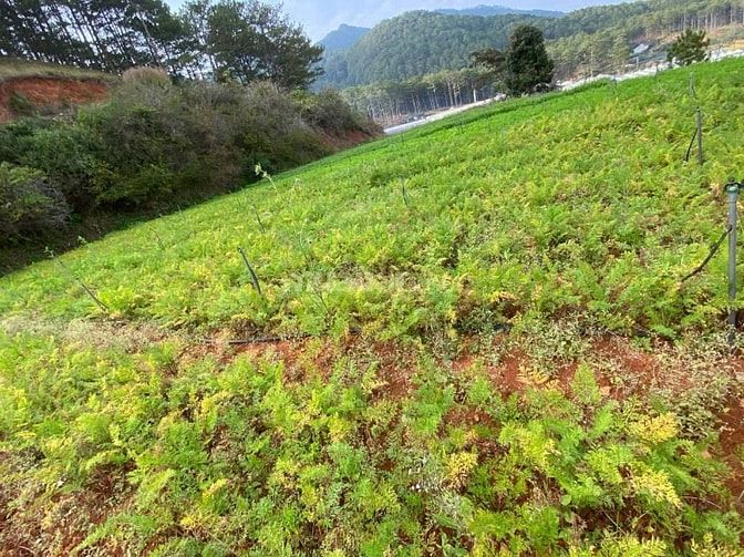 TUYỂN GẤP 2–3 NGƯỜI LÀM VƯỜN RAU HỮU CƠ – LẠC DƯƠNG (LÂM ĐỒNG) 