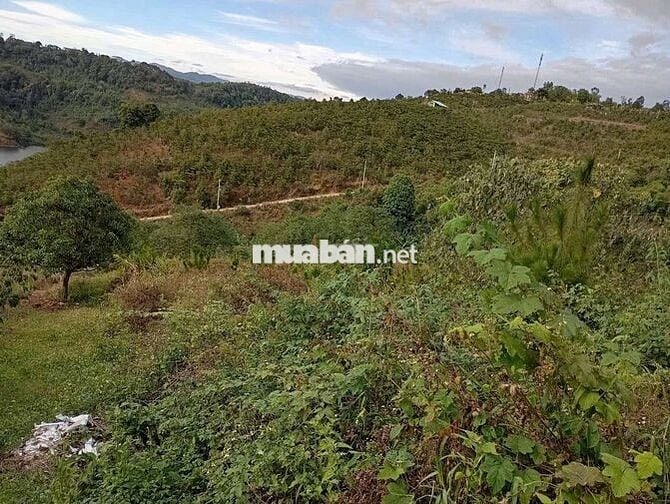 🚩 5400m2 Đất view hồ Đambri 50x110m